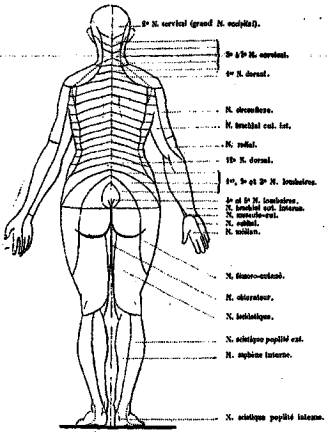 Topographie radiculaire definition